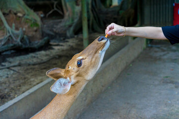 Close-up portrait of Fallow deer doe or hind of Cheetal or Spotted deer (Axis axis). Selective focus