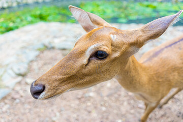 Close-up portrait of Fallow deer doe or hind of Cheetal or Spotted deer (Axis axis). Selective focus