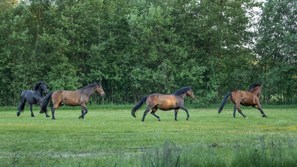 Obraz na płótnie Canvas Horses galloping free in meadow in natural surroundings. Uffelte Drenthe Netherlands.