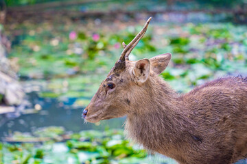 Close-up portrait of Fallow deer doe or hind of Cheetal or Spotted deer (Axis axis). Selective focus