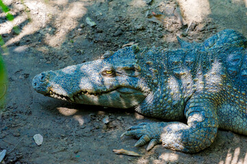 Close-up of the spectacled caiman (Caiman crocodilus) head with open mouth against defocused background at the water edge
