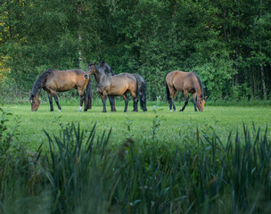 Obraz na płótnie Canvas Horses grazing free in meadow in natural surroundings. Uffelte Drenthe Netherlands.