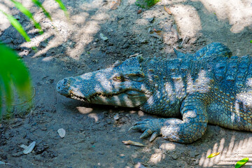 Close-up of the spectacled caiman (Caiman crocodilus) head with open mouth against defocused background at the water edge
