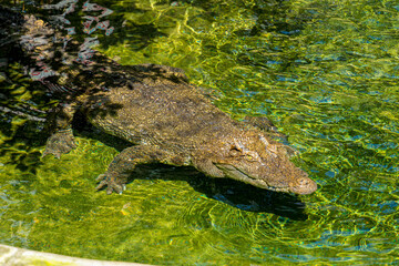 Close-up of the spectacled caiman (Caiman crocodilus) head with open mouth against defocused background at the water edge
