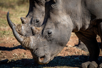 Side profile of 2 White rhinos.