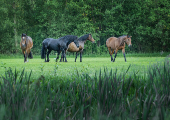 Obraz na płótnie Canvas Horses grazing free in meadow in natural surroundings. Uffelte Drenthe Netherlands.