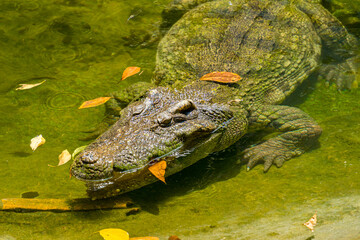 Close-up of the spectacled caiman (Caiman crocodilus) head with open mouth against defocused background at the water edge
