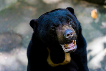 Close up portrait of a malayan sun bear (Helarctos malayanus) sitting and posing on the rock....