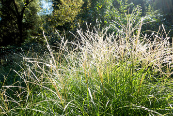 Autumn weeds in the park