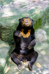 Close up portrait of a malayan sun bear (Helarctos malayanus) sitting and posing on the rock. Selective focus