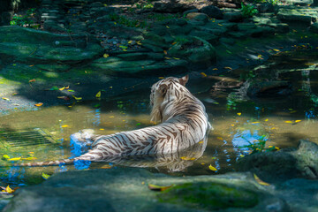 A White tiger resting side by side. White tiger or bleached tiger is a pigmentation variant of the...