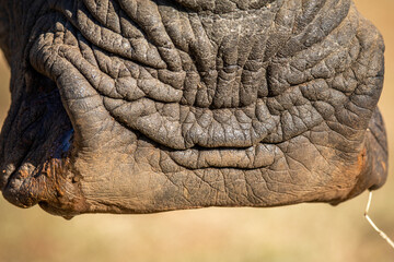 Close up of a White rhino mouth.