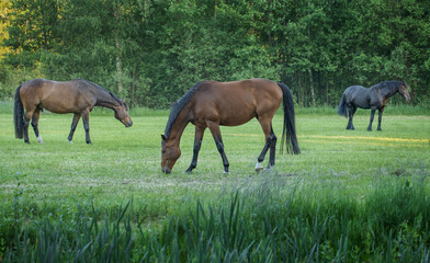 Naklejka na ściany i meble Horses grazing free in meadow in natural surroundings. Uffelte Drenthe Netherlands.