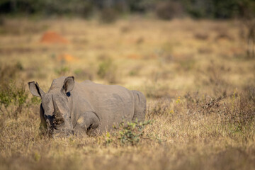 White rhino laying down in the grass.