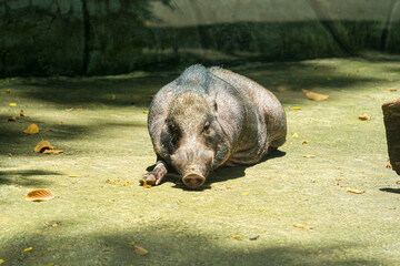 Portrait of a wild Boar also known as the wild swine, common wild pig, or simply wild pig in Vietnam. Animal and wildlife concept. Selective focus.