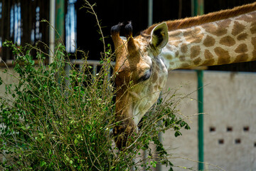 Portrait of asian Giraffe in Vietnam. Animal and wildlife concept. Selective focus.