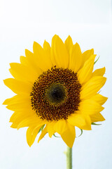 Naklejka premium sunflower isolated on white