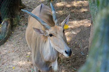 Common eland antelope (Taurotragus oryx). The largest of the African antelope. Selective focus.