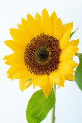 Obraz premium sunflower isolated on white