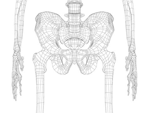Skeleton of the human pelvis. Vector