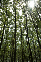 Oak wood with young trees. Natural concept