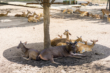 Common eland antelope (Taurotragus oryx). The largest of the African antelope. Selective focus.