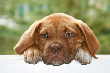 a cheerful and playful 2-month-old Dogue De Bordeaux puppy, beige, with a funny and guilty style. Hellas, Greece