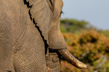 Side profile of an male Elephant.