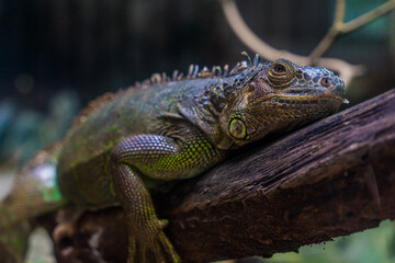 Green iguana. Iguana - also known as Common iguana or American iguana. Lizard families, look toward...