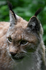 Lynx in front of a forest background
