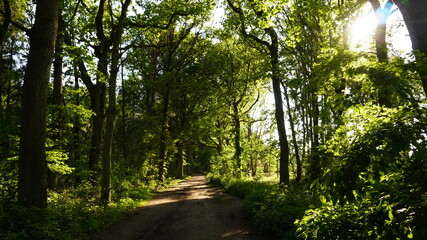 geheimnisvoller Wald Sonnenlicht in der Sommer Zeit