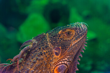 Green iguana. Iguana - also known as Common iguana or American iguana. Lizard families, look toward a bright eyes looking in the same direction as we find something new life. Selective focus