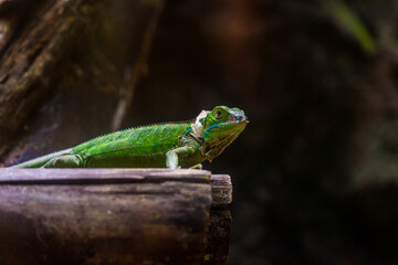 Green iguana. Iguana - also known as Common iguana or American iguana. Lizard families, look toward a bright eyes looking in the same direction as we find something new life. Selective focus