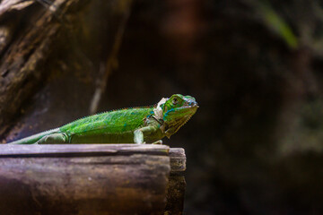 Green iguana. Iguana - also known as Common iguana or American iguana. Lizard families, look toward a bright eyes looking in the same direction as we find something new life. Selective focus