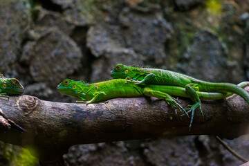 Green iguana. Iguana - also known as Common iguana or American iguana. Lizard families, look toward a bright eyes looking in the same direction as we find something new life. Selective focus