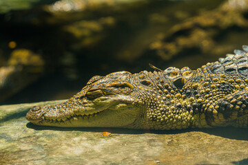 A small caimans - crocodiles on a log and rock on a sunny day. It live throughout the tropics in...
