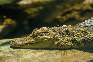 A small caimans - crocodiles on a log and rock on a sunny day. It live throughout the tropics in Africa, Asia, the Americas and Australia. Wildlife and animal concept. Closeup selective focus