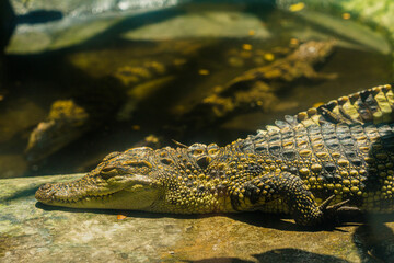 A small caimans - crocodiles on a log and rock on a sunny day. It live throughout the tropics in Africa, Asia, the Americas and Australia. Wildlife and animal concept. Closeup selective focus