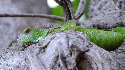 lézard vert martiniquais