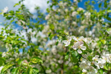 Blooming apple trees in spring. Apple tree branches with white flowers.