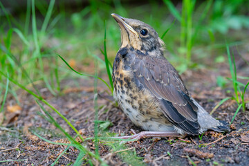 A thrush chick fell out of the nest. A small bird is sitting on the ground.