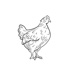 Vector chicken outline sketch isolated on white background, black lines, illustration template, farm animal.
