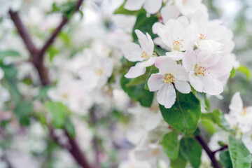 Blooming apple trees in spring. Apple tree branches with white flowers.