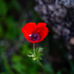Red Anemone coronaria flower with a bokeh of green leaves and a rock