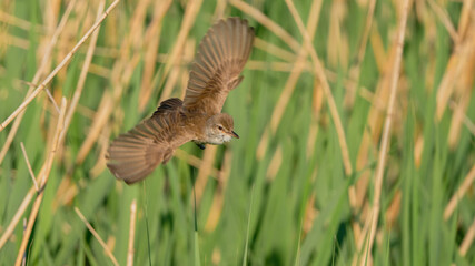 Trzciniak w locie © Damian