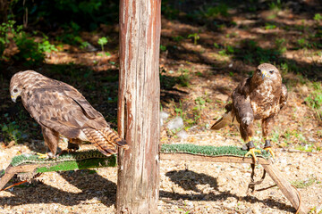 Falcon near village Hortobagy, NP Hortobagy, Hungaria