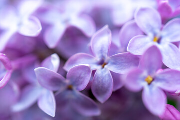 Naklejka na ściany i meble Beautiful blurred background of lilac flowers of lilac. Natural floral background.