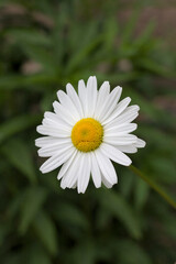 Fototapeta premium Margerite im Garten im Sommer