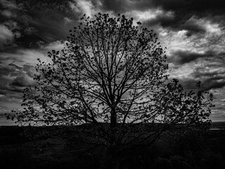 Arbre en noir et blanc