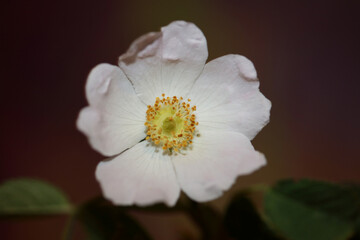 Obraz premium Wild white flower blossom close up botanical background rosa arvensis family rosaceae high quality big size print